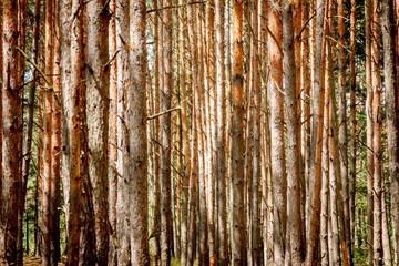 Obraz premium magical green forest