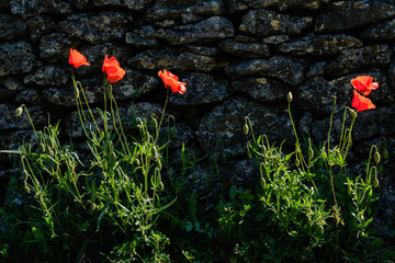 Coquelicots près d'un mur