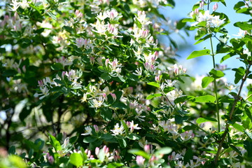 flowers are blooming, blooming garden, blooming tree, blooming branches, background, flowers, white pink flowers, spring, green leaves