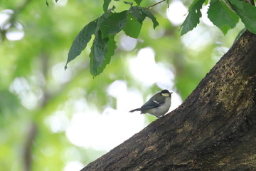 早朝のシジュウカラ