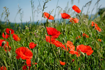 Coquelicots dans les herbes sauvages

