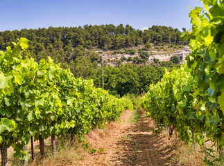 Fototapeta na wymiar French Vineyard in summer season. Winery in beautiful Provence hills
