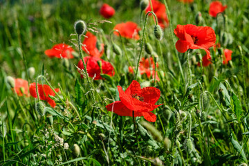Obraz premium Coquelicots