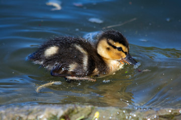 mała kaczka  © Dariusz Grochal 