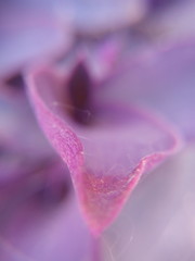 Close-up de fleur rose