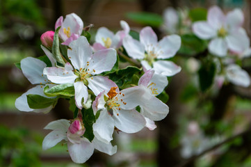 Fototapeta premium apple blossoming close-up white flowers for invitation gardening background. spring apple blossom in blooming garden background