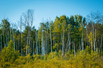 mystical dead forest