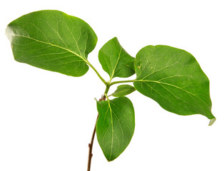 lilac bush branch with green leaves on a white background