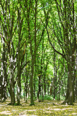 Obraz premium magical green forest