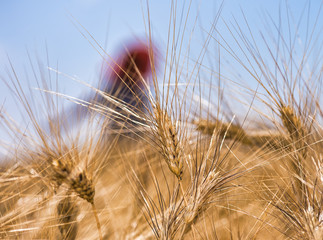 Wheat field in summer season, close up with girl on the background