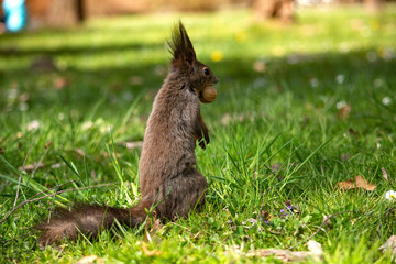 Naklejka na ściany i meble wiewiórka w parku
