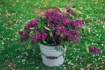 Lots of spring fresh violet lilac flowers in the blue vintage bucket on the green grass and brown wooden fence background, white petals on the ground. Free copy space for text