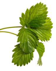 young strawberry sprout on a white background