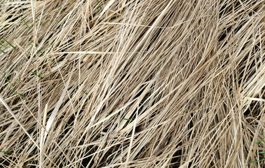 Texture of old and dry grass on the field. Green fresh grass breaks through the hay