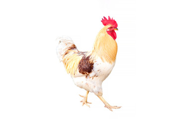 White Bantams chicken isolate on white background. A bantam is any small variety of fowl.