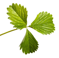 young strawberry sprout on a white background