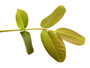walnut branch with green leaves on a white background