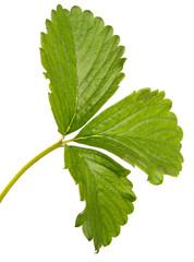 young strawberry sprout on a white background