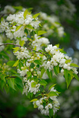 apple tree in flowers and buds