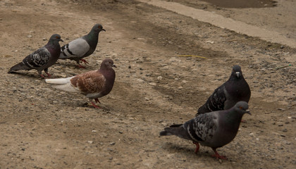 Pigeons walk in the spring and find food.