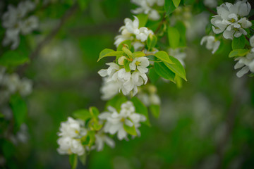 apple tree in flowers and buds