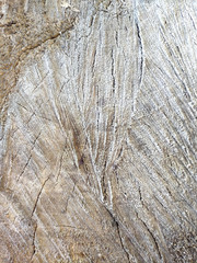 Abstract background Natural wood texture. Old stump with circles, potholes, scratches