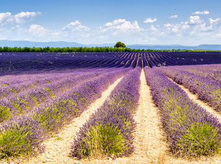 Fototapeta na wymiar Provence, Lavender field at sunset, Valensole Plateau in July