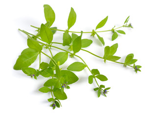 Asperugo procumbens, known as madwort or German madwort. Isolated