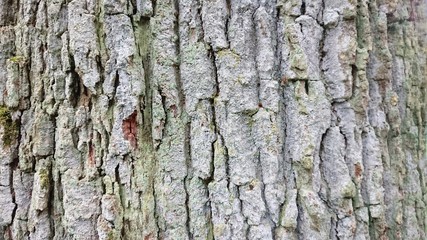 Tree bark rough ridged grey lanscape