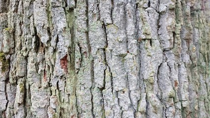 Fototapeta premium Tree bark rough ridged grey lanscape