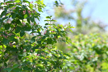 flowers are blooming, blooming garden, blooming tree, blooming branches, background, flowers, white pink flowers, spring, green leaves