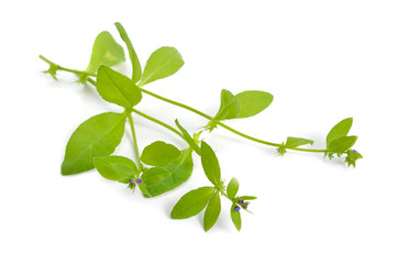 Asperugo procumbens, known as madwort or German madwort. Isolated