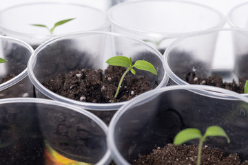 Home seedlings in homemade forms before planting in the open ground