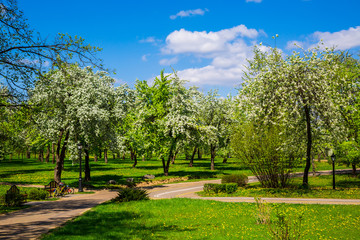 Spring in the city park