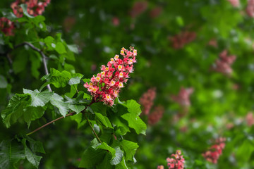 Red chestnut blossoming tree in spring on blurred natural background. Aesculus carnea pavia beautiful colorful flowers. Close-up, shallow depth of field, copy space