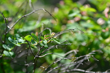 flowers are blooming, blooming garden, blooming tree, blooming branches, background, flowers, white pink flowers, spring, green leaves