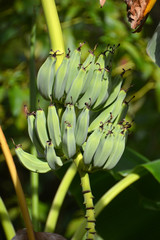 two bunches of babanas growing on the tree