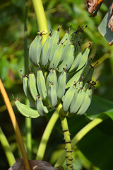 many green bananans in rows