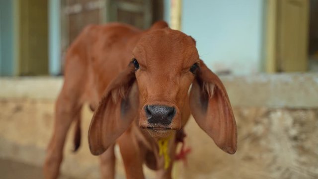 ox in agriculture field, indian rural life