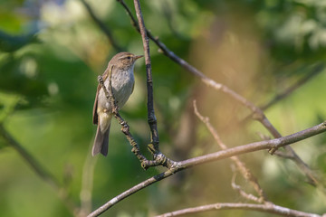 Common chiffchaff (Phylloscopus collybita)