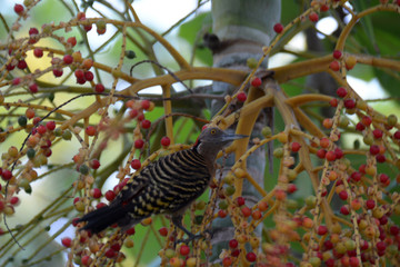 stripy bird jumping at the palm