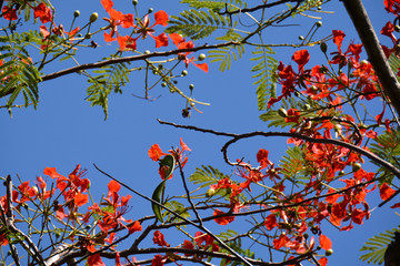 bright red flowers on the flame tree