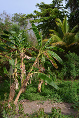 big banan tree on the branch, with bananas