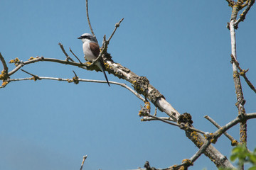 Neuntöter Männchen