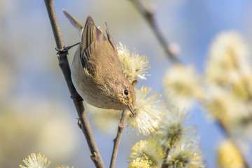 Common chiffchaff (Phylloscopus collybita)