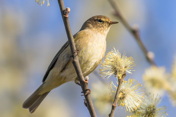 Common chiffchaff (Phylloscopus collybita)