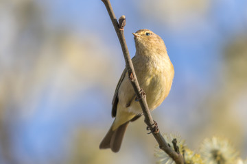 Common chiffchaff (Phylloscopus collybita)