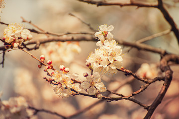 Apricot tree blossoms