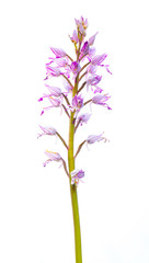 Orchis simia con fondo blanco