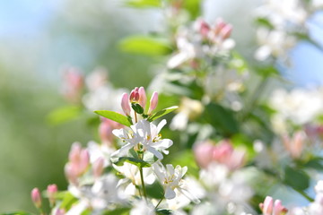 flowers are blooming, blooming garden, blooming tree, blooming branches, background, flowers, white pink flowers, spring, green leaves